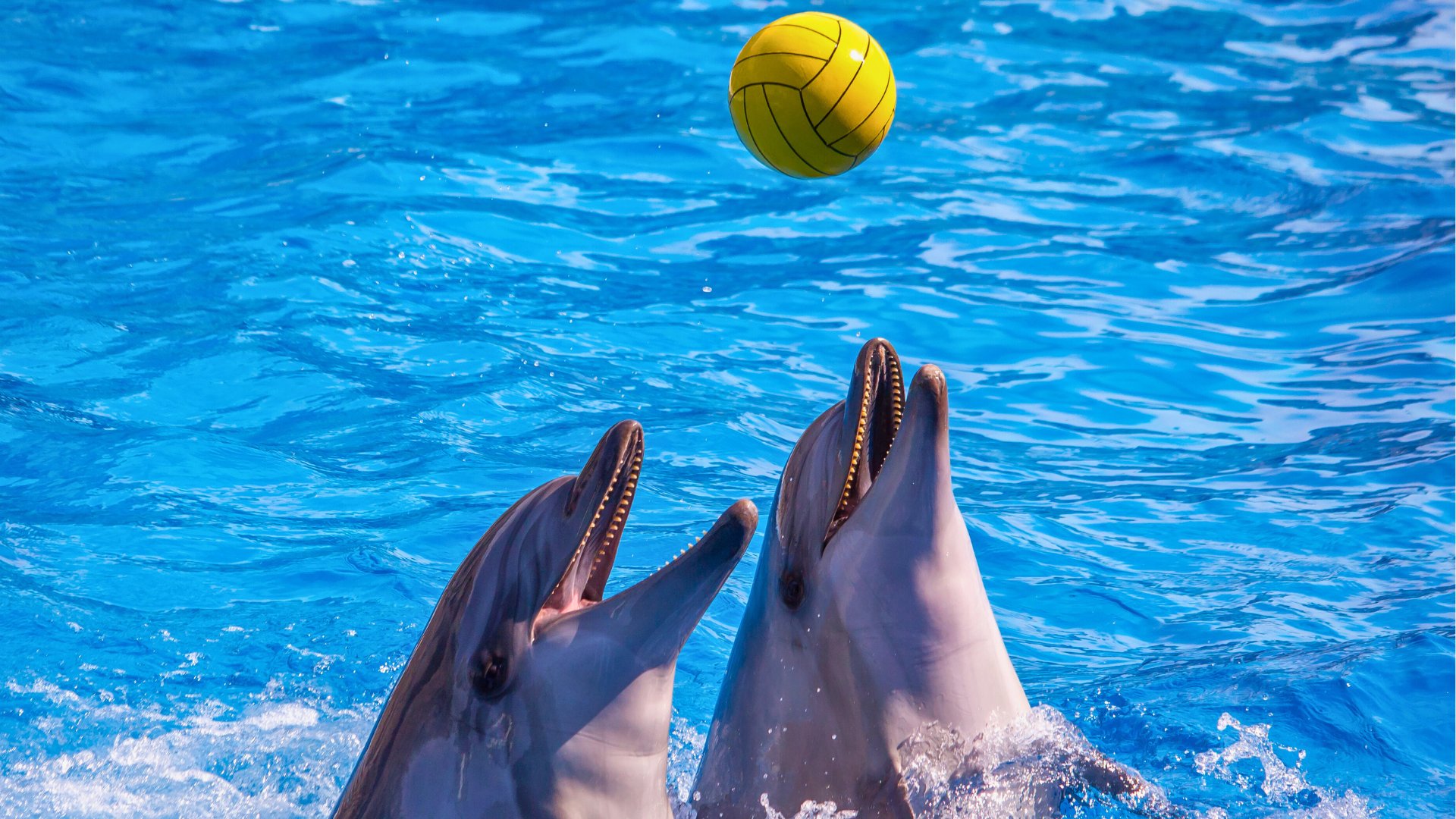                                     Батуми от 759€
                                  